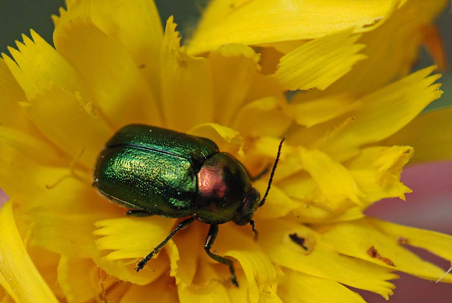 Coleottero bicolore da id: Cryptocephalus aureolus